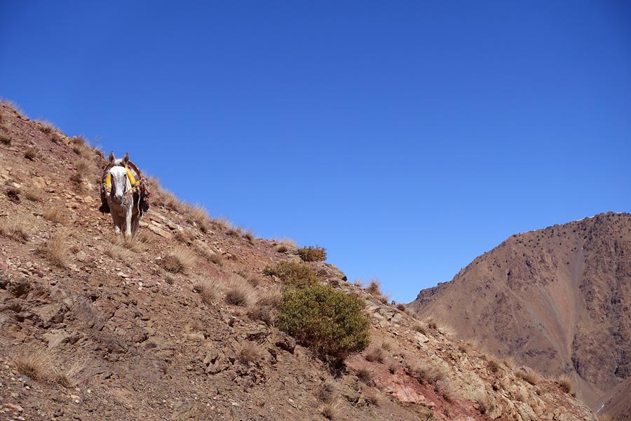 Mule in Morocco