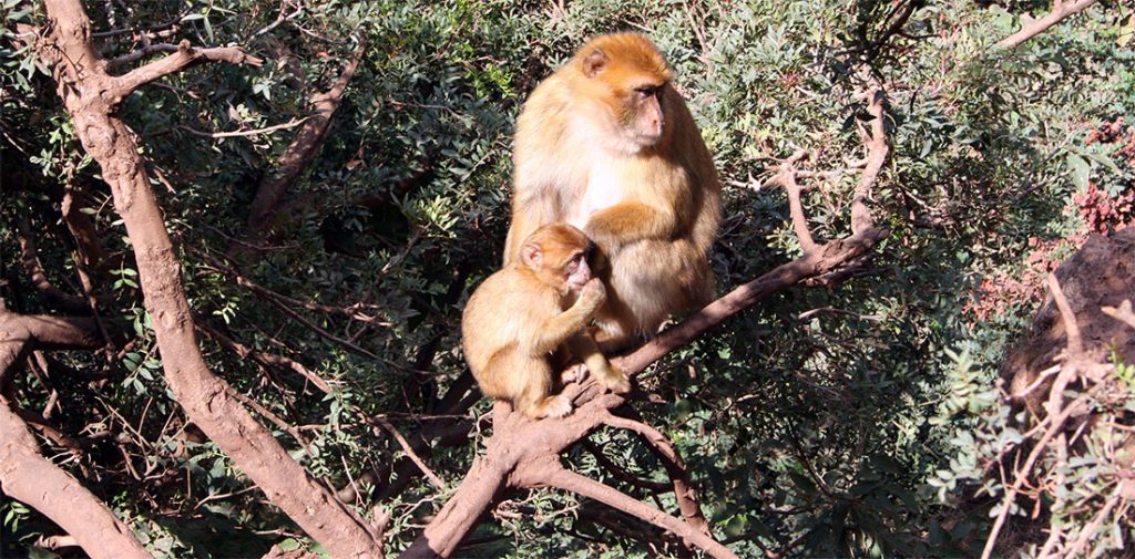 Barbary macaques in Morocco