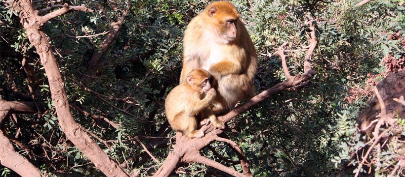 Barbary macaques in Morocco