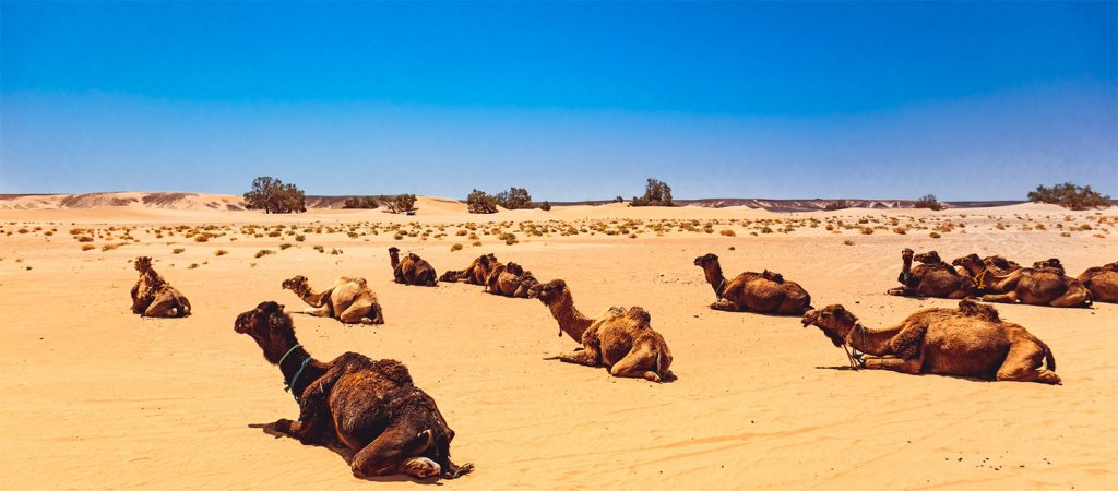 Dromaderies in Morocco