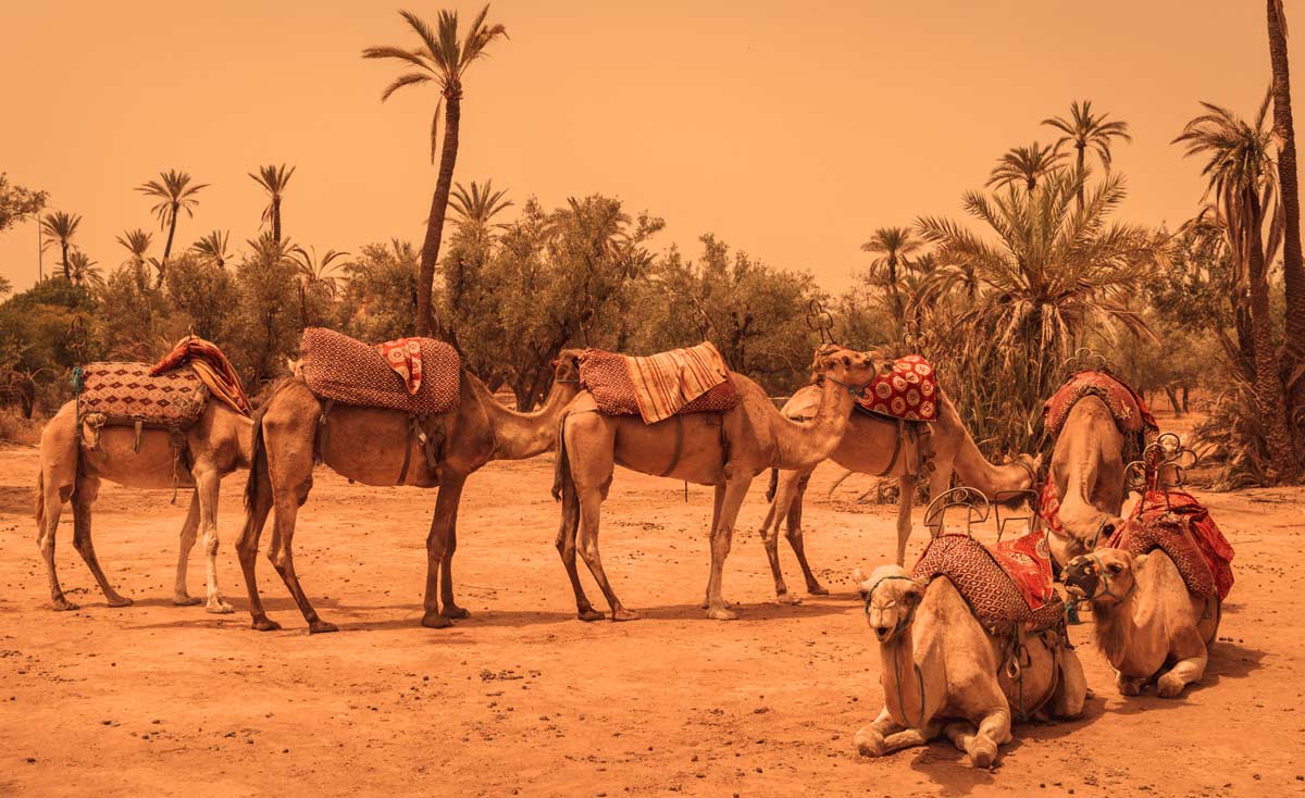 camel ride in Marrakech
