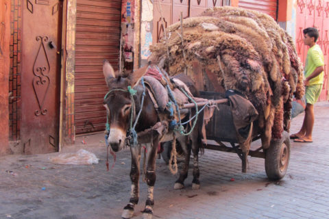 sheepskins after the feast of sacrifice in Morocco