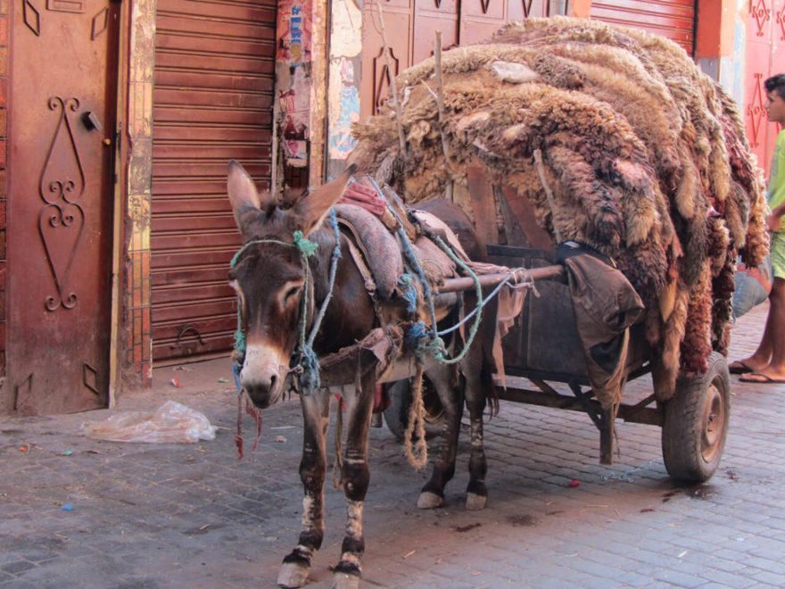 sheepskins after the feast of sacrifice in Morocco