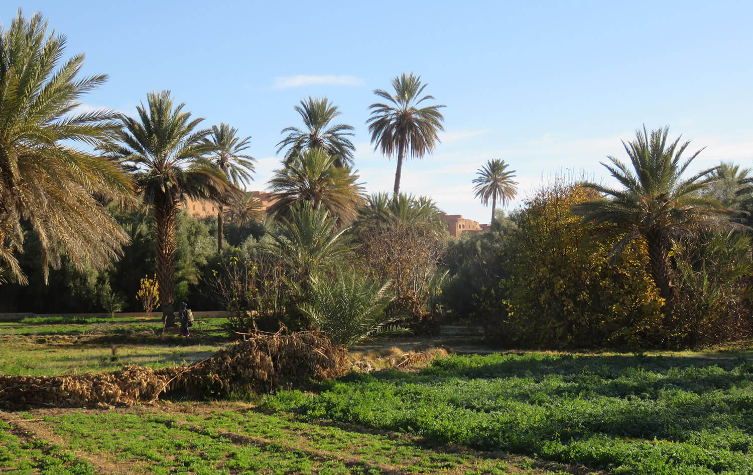 Palmeraie Tinghir, Morocco