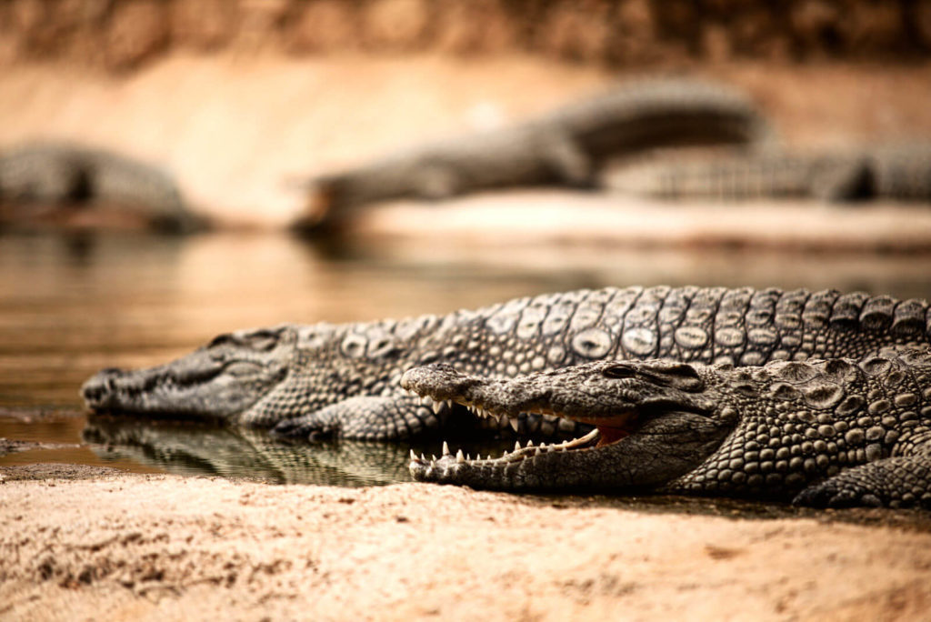 Crocodiles at Crocoparc Agadir