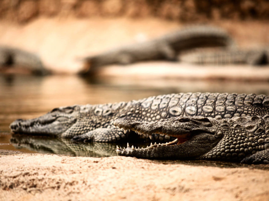 Crocodiles at Crocoparc Agadir