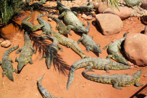 Crocoparc in Morocco
