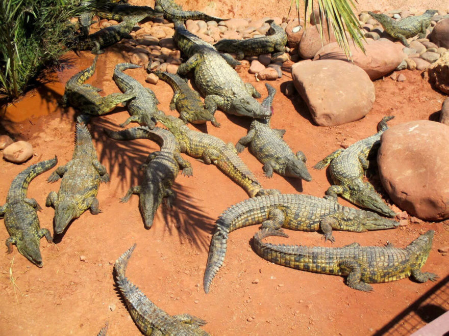 Crocoparc in Morocco