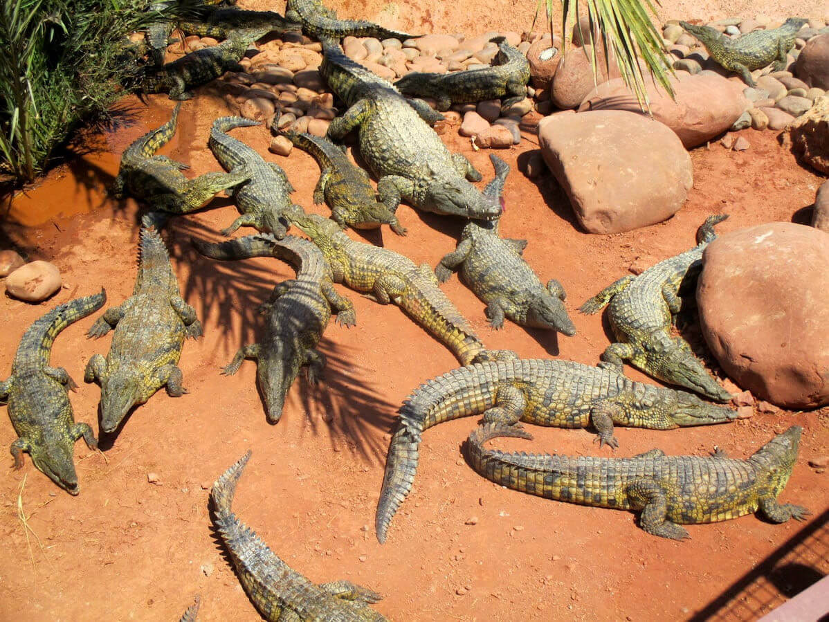 Crocoparc Agadir: Where Morocco’s Prehistoric Giants Roam Again