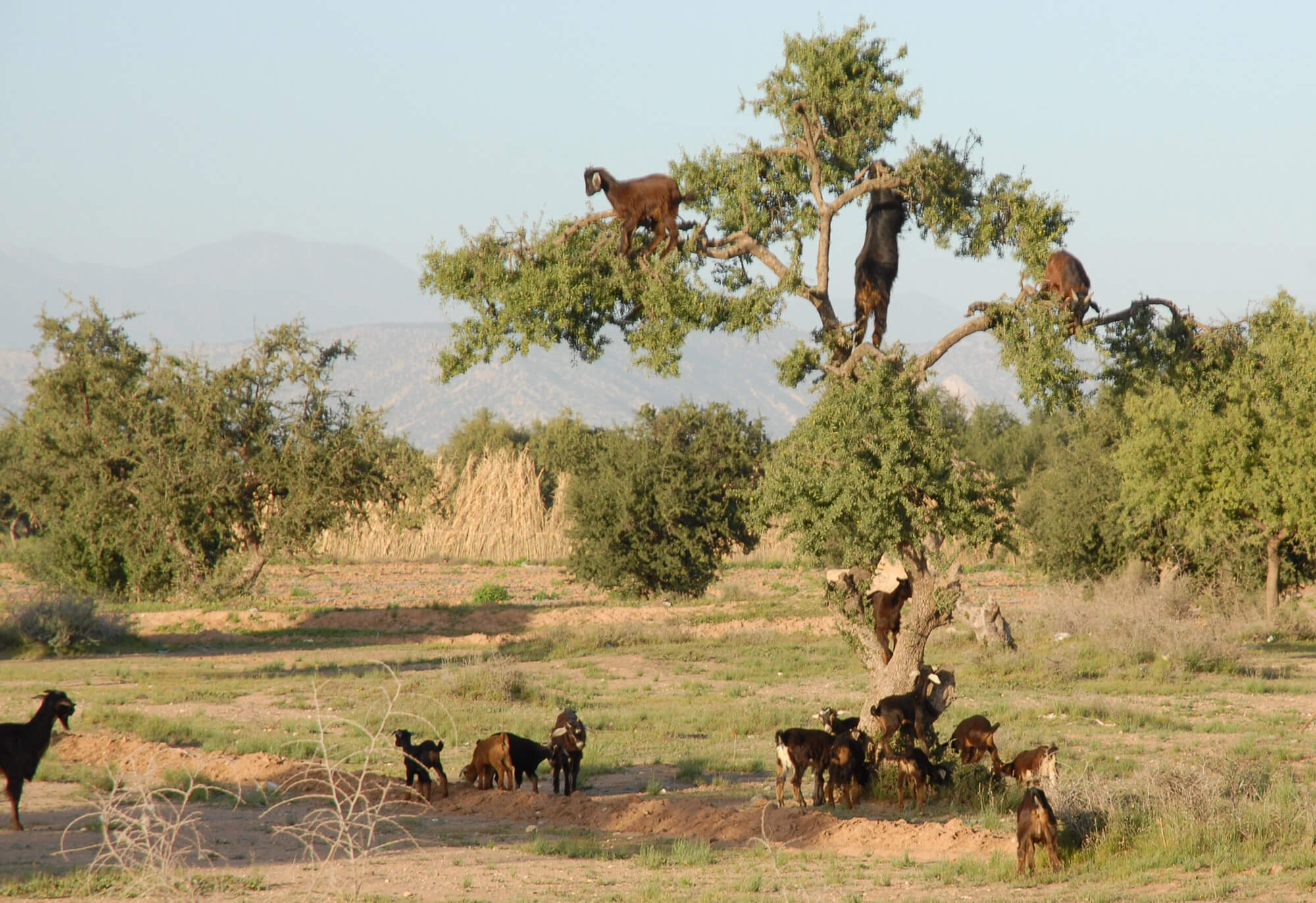 Argan tree with goats in Morocco