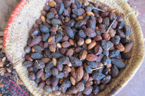 Argan nuts